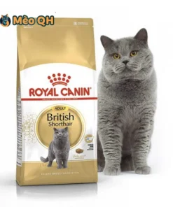 Hạt Royal Canin Cho Mèo Anh Lông Ngắn