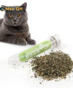 Cỏ Bạc Hà Cho Mèo Catnip