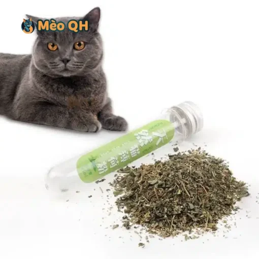 Cỏ Bạc Hà Cho Mèo Catnip