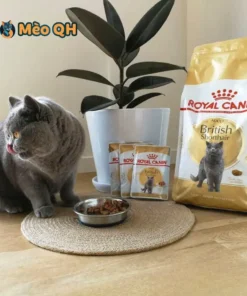 Hạt Royal Canin Cho Mèo Anh Lông Ngắn