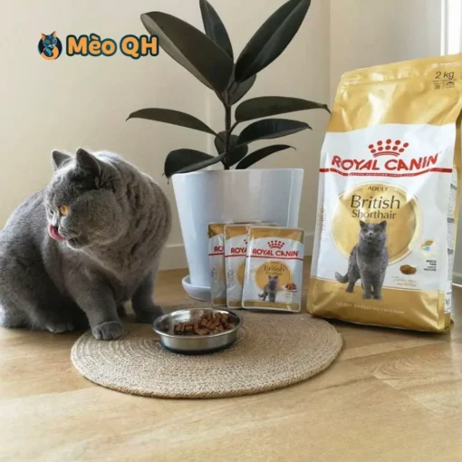 Hạt Royal Canin Cho Mèo Anh Lông Ngắn